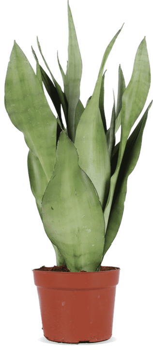 Sansevieria moonshine (Vrouwentong) (S)