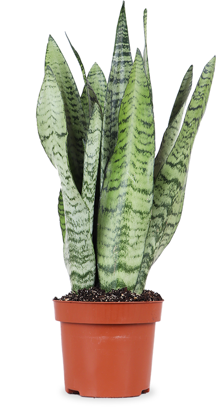 Sansevieria zeylanica (Vrouwentong) (S)