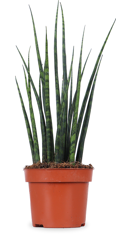 Sansevieria fernwood mikado (Vrouwentong) (S)