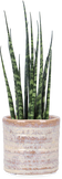 Sansevieria fernwood mikado (Vrouwentong) (XS)