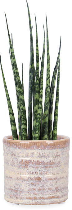 Sansevieria fernwood mikado (Vrouwentong) (XS)