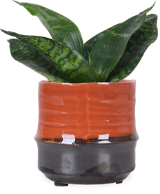 Sansevieria hahnii black (Vrouwentong) (XS)