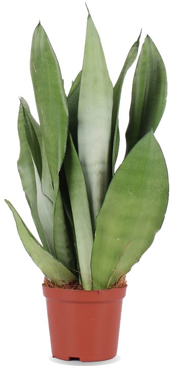 Sansevieria moonshine (Vrouwentong) (M)