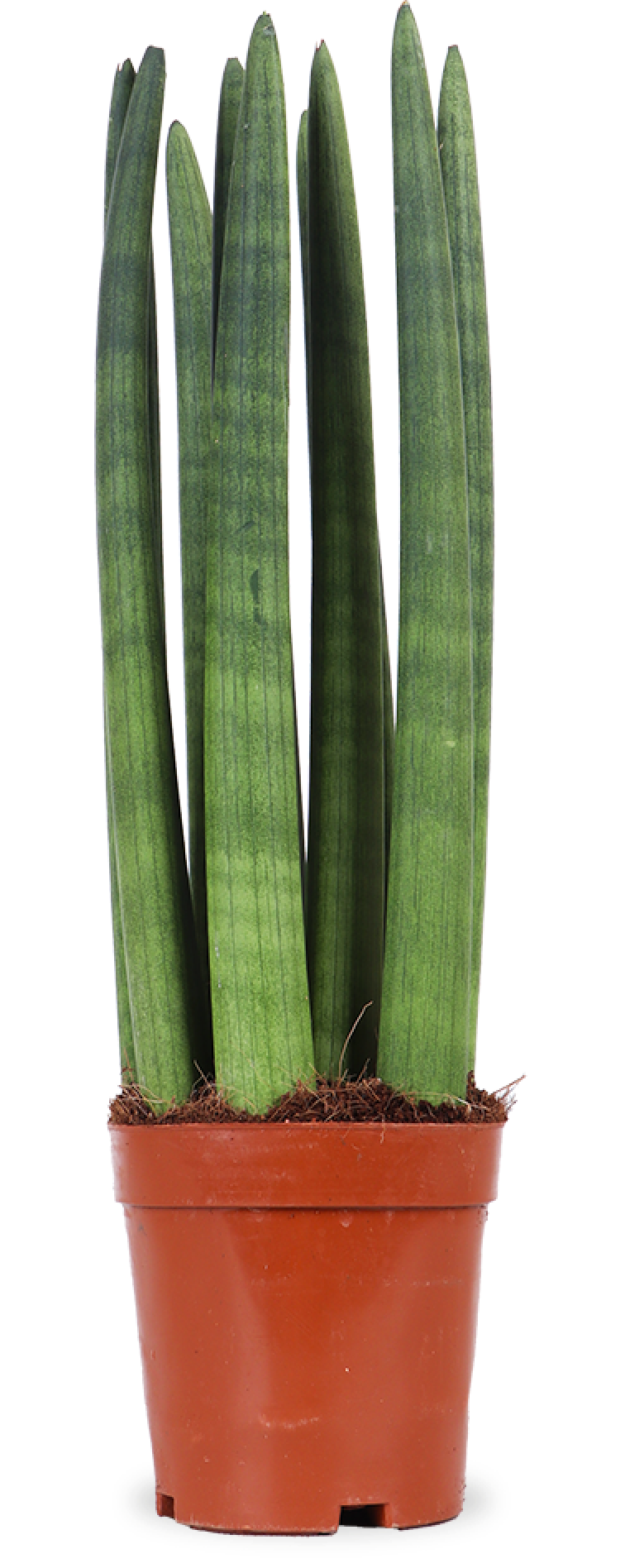 Sansevieria straight (Vrouwentong)