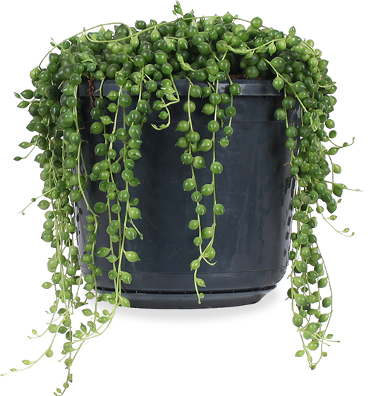 Senecio rowleyanus (Erwtenplant) (S)