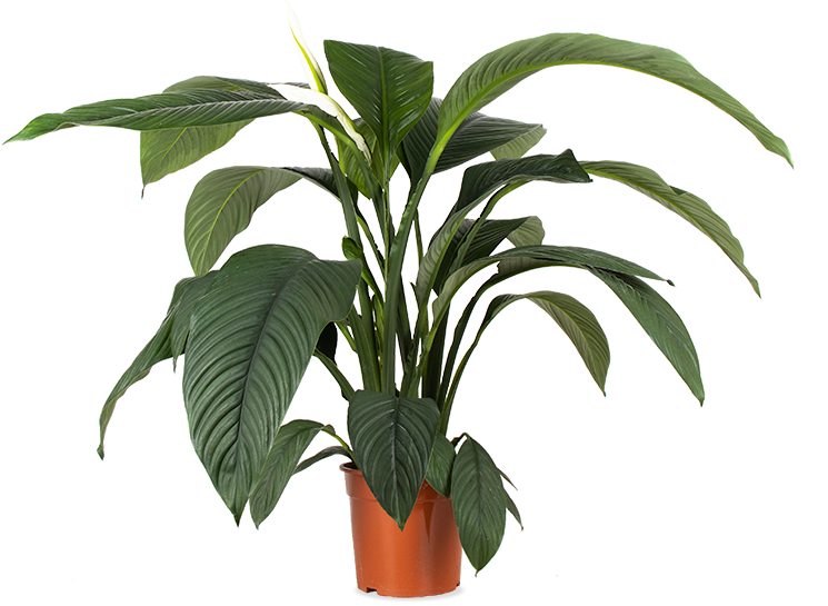 Spathiphyllum sensation (Lepelplant) (L)
