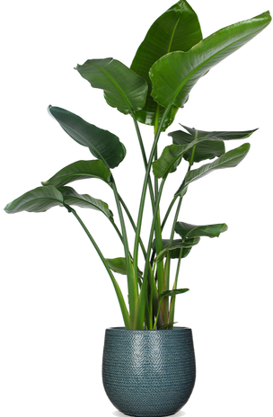 Strelitzia nicolai (Paradijsvogelplant) (XL)