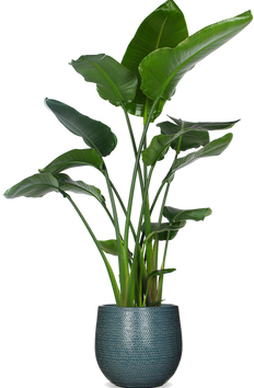 Strelitzia nicolai (Paradijsvogelplant) (XL)