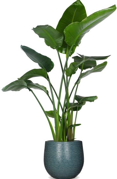 Strelitzia nicolai (Paradijsvogelplant) (XL)