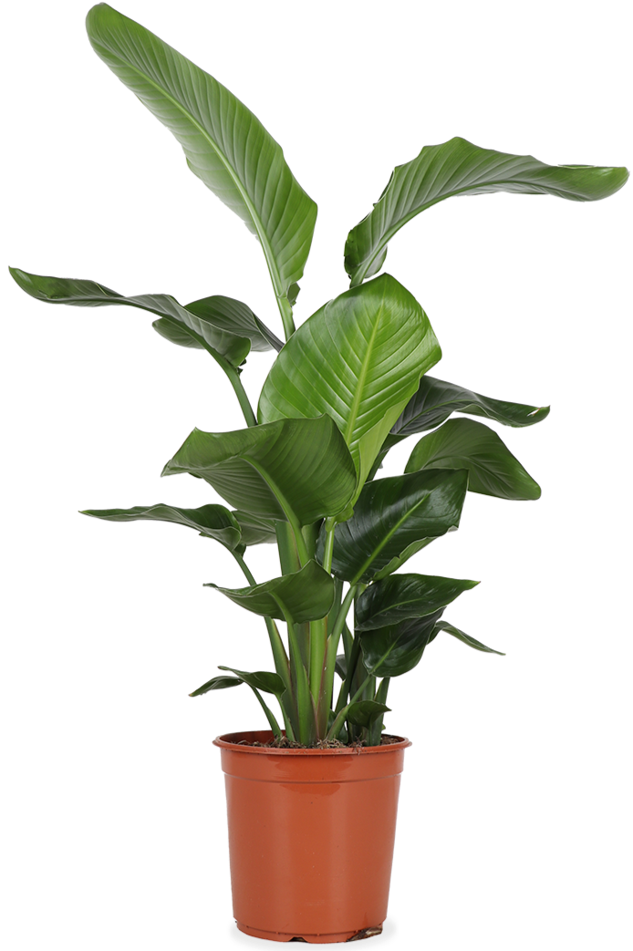 Strelitzia nicolai (Paradijsvogelplant) (L)