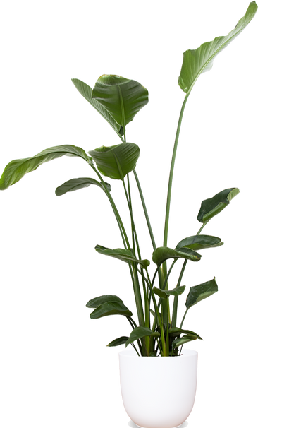 Strelitzia nicolai (Paradijsvogelplant) (XL)