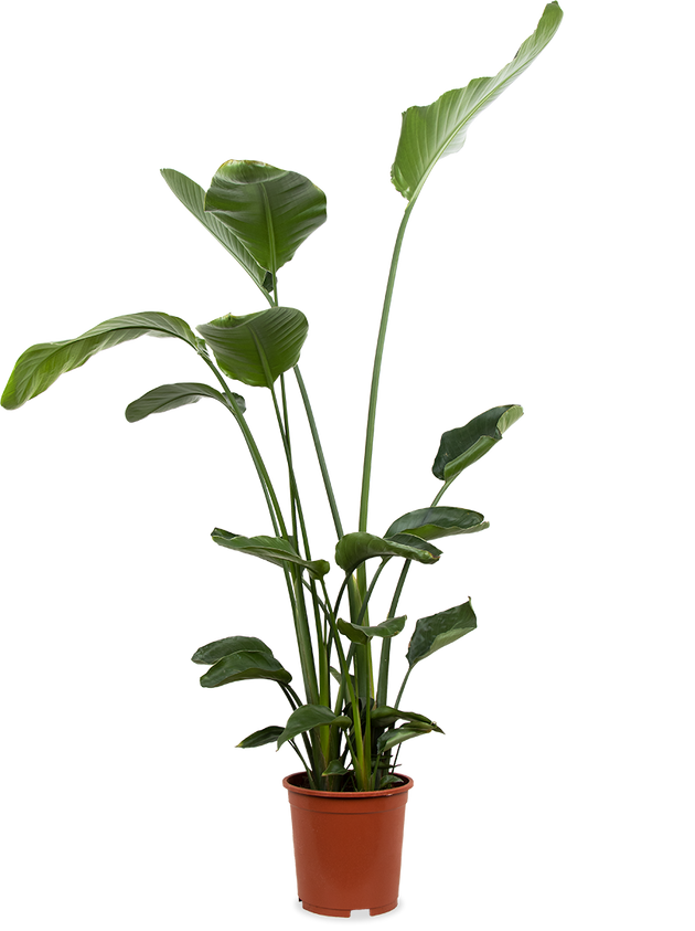 Strelitzia nicolai (Paradijsvogelplant) (XL)
