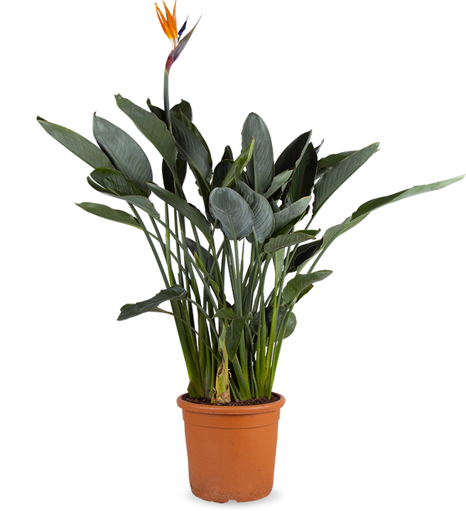 Strelitzia reginae (Paradijsvogelplant)