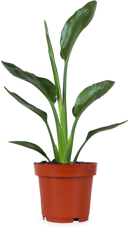 Strelitzia reginae (Paradijsvogelplant) (S)