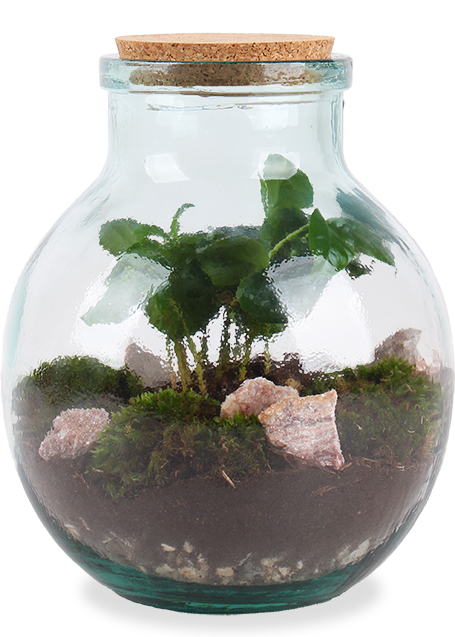 Terrarium bolvormige fles (M) - Koffieplant