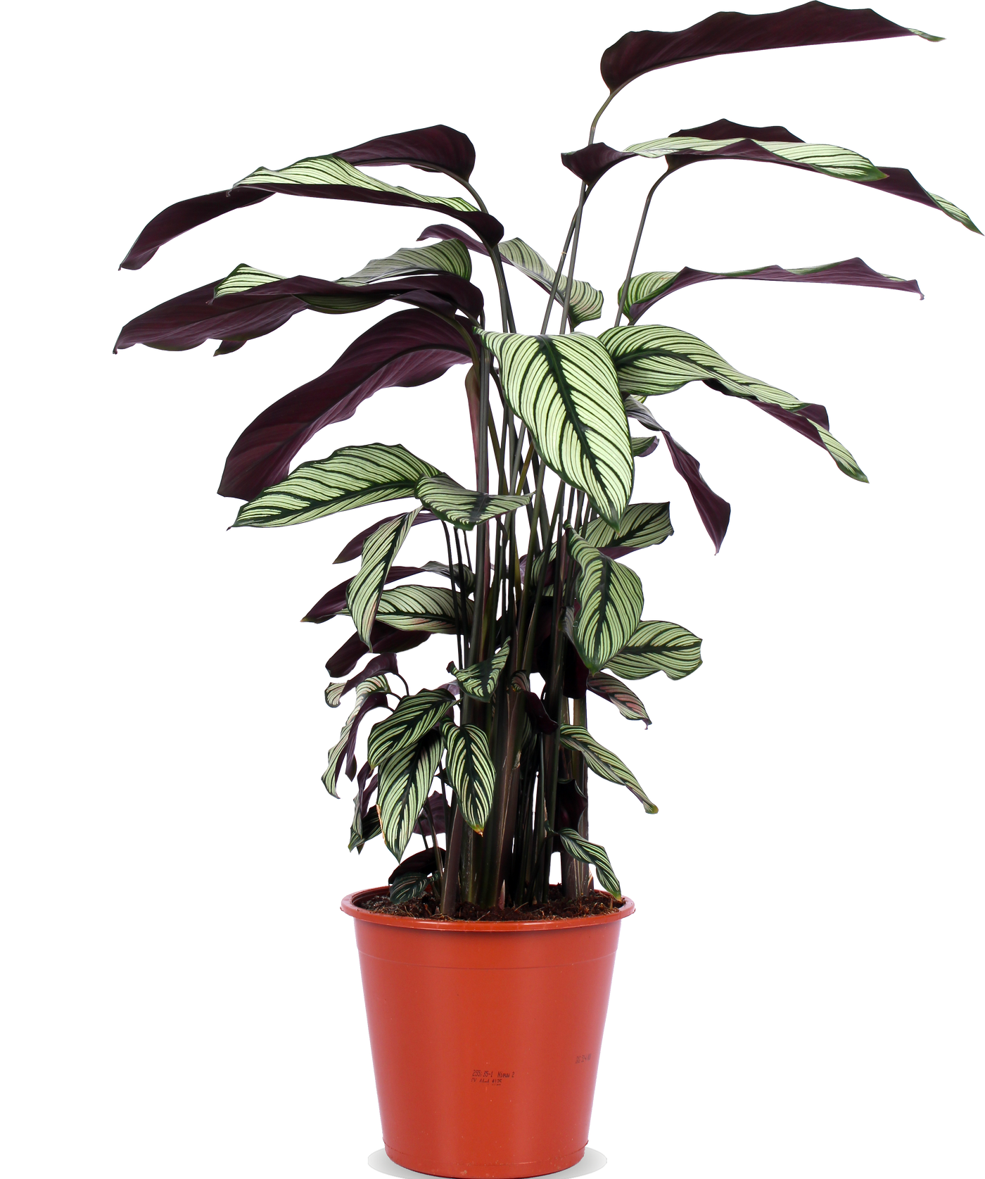 Calathea whitestar (Pauwenplant) (M)