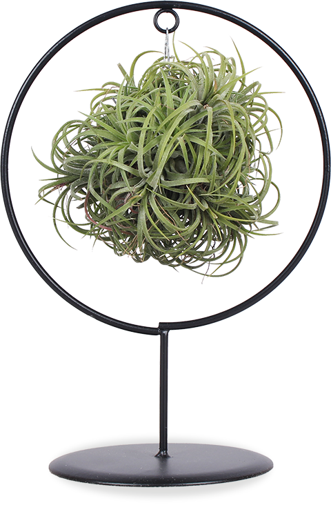 Tillandsia magic ball in ring (Luchtplantje)