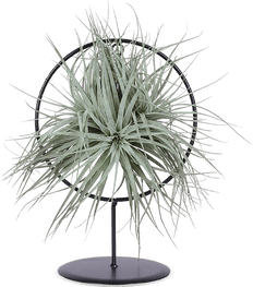 Tillandsia silver in ring (Luchtplantje) (S)