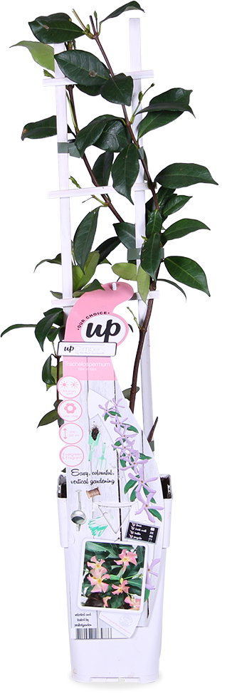 Toscaanse jasmijn (M) (Trachelospermum "star of Ibiza")