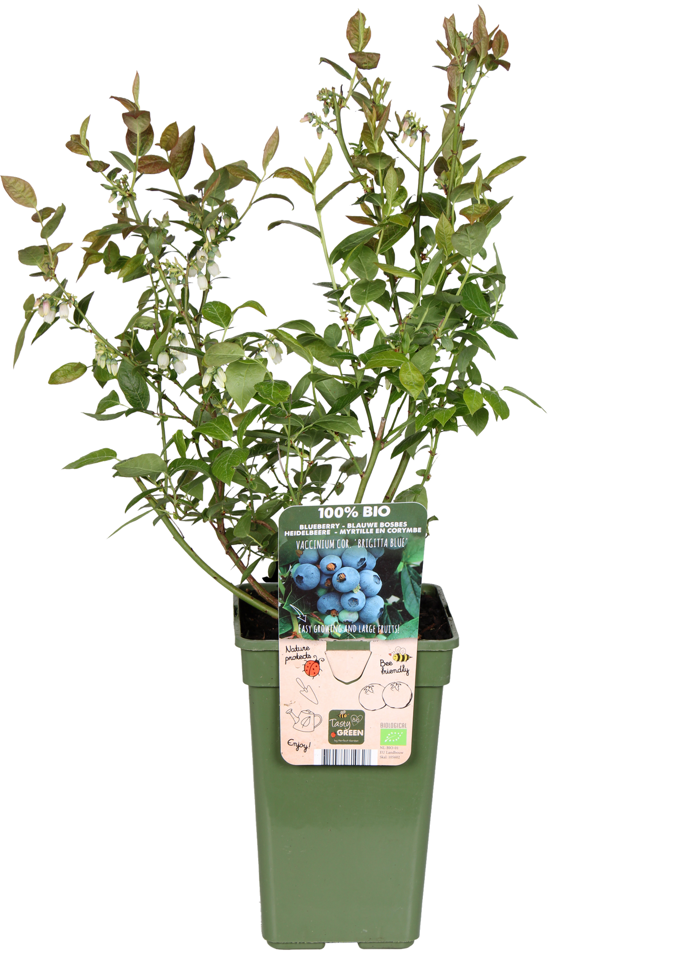 Blauwe bosbes (L) (Vaccinium corymbosum)