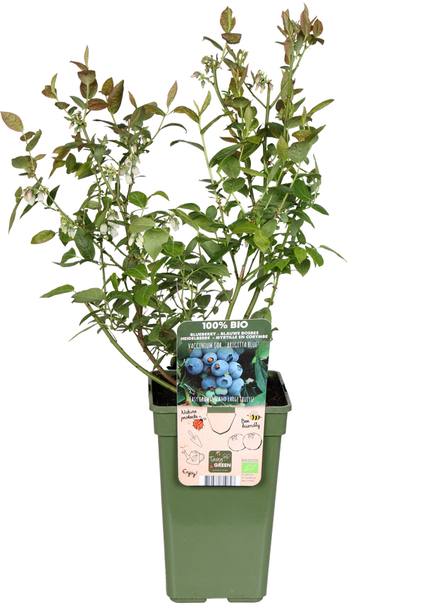 Blauwe bosbes (L) (Vaccinium corymbosum)