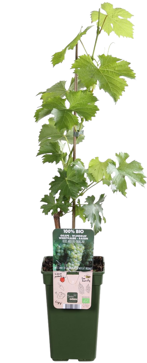 Witte druif (Vitis vinifera)
