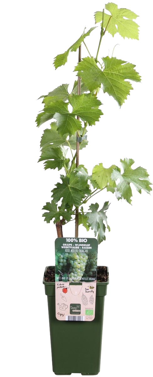 Witte druif (Vitis vinifera)