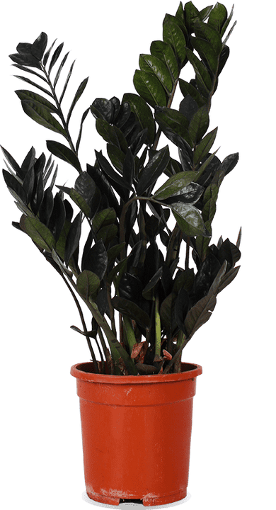Zamioculcas raven (ZZ plant) (M)