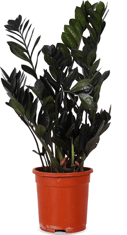 Zamioculcas raven (ZZ plant) (M)