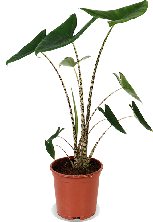 Alocasia zebrina (Olifantsoor) (M)