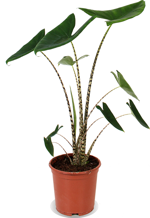Alocasia zebrina (Olifantsoor) (M)