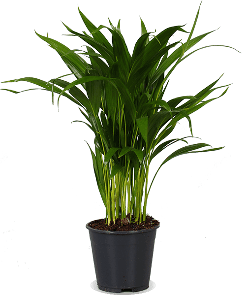 Areca palm (Goudpalm) (M)