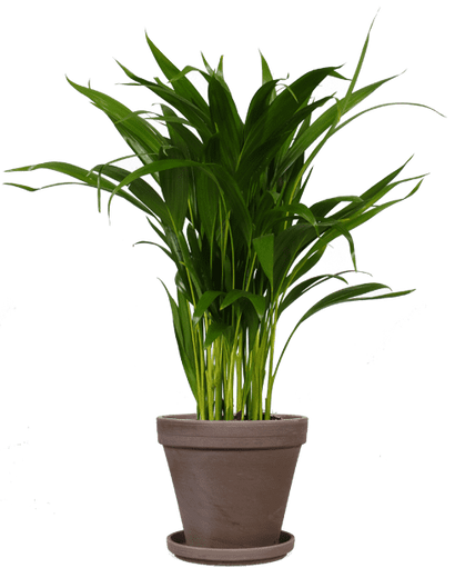 Areca palm (Goudpalm) (M)