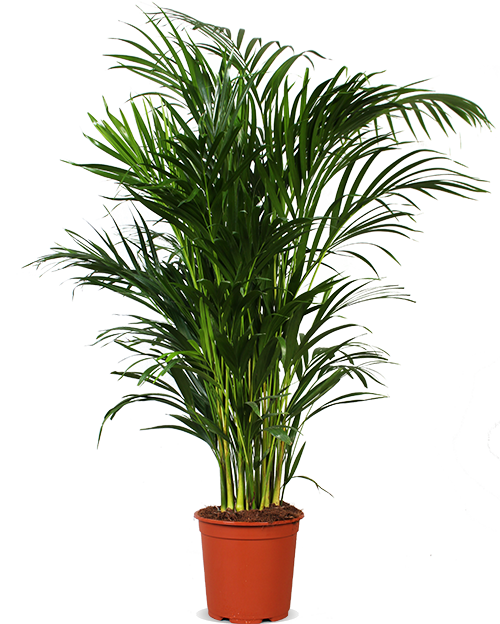 Areca palm (Goudpalm) (L)