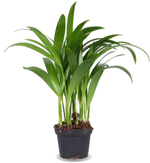 Areca palm (Goudpalm) (XS)