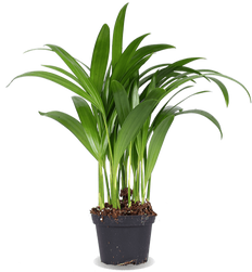 Areca palm (Goudpalm) (XS)