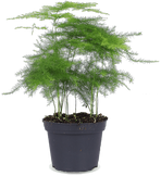 Asparagus plumosus (Aspergevaren) (XS)