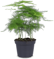 Asparagus plumosus (Aspergevaren) (XS)