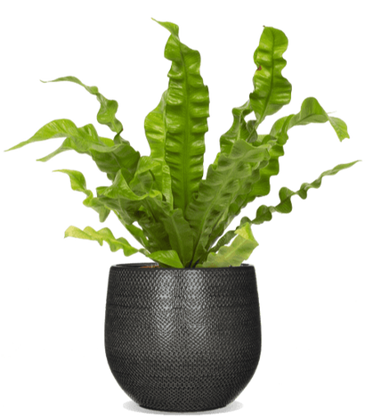 Asplenium crispy wave (Nestvaren) (S)