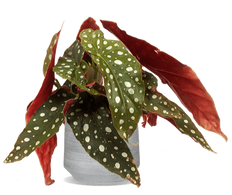 Begonia maculata (Stippenplant) (S)