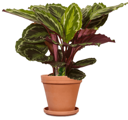 Calathea medallion (Pauwenplant) (M)