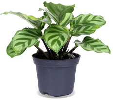 Calathea Freddie (XS)