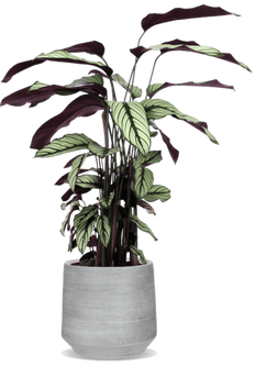 Calathea whitestar (Pauwenplant) (M)