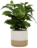 Coffea arabica (Koffieplant) (S)