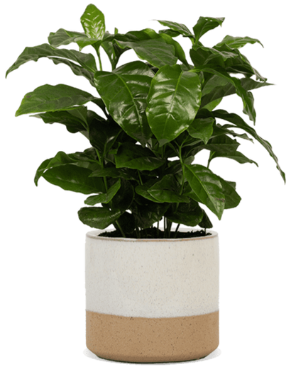 Coffea arabica (Koffieplant) (S)