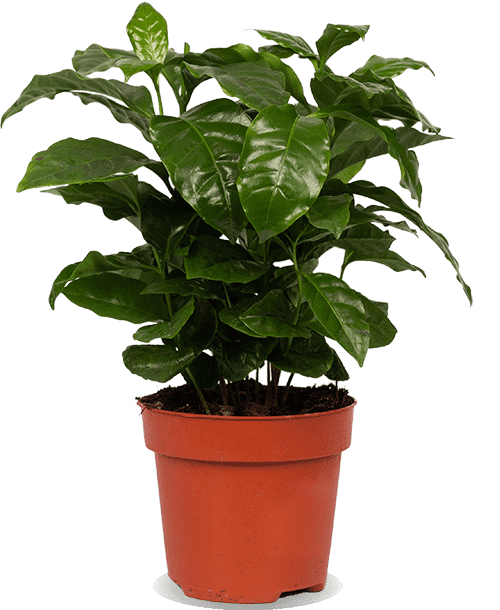 Coffea arabica (Koffieplant) (S)