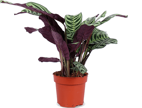 Ctenanthe burle-marxii (S)