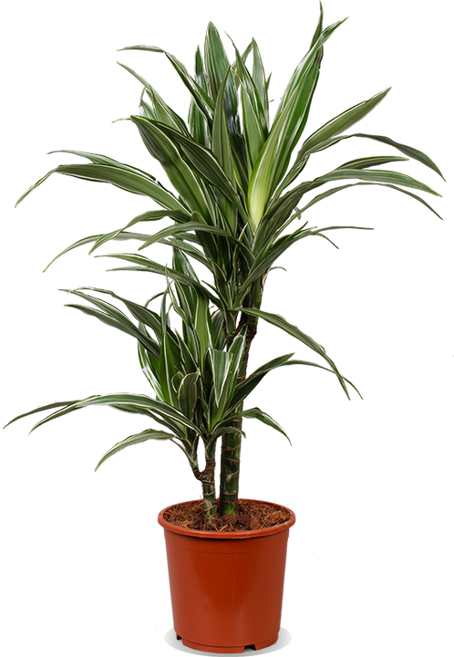 Dracaena warneckei (Drakenbloedboom) (M)