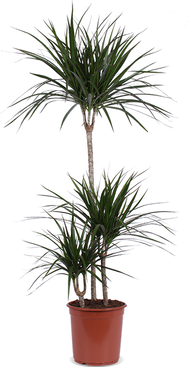 Dracaena marginata (Drakenbloedboom) (L)