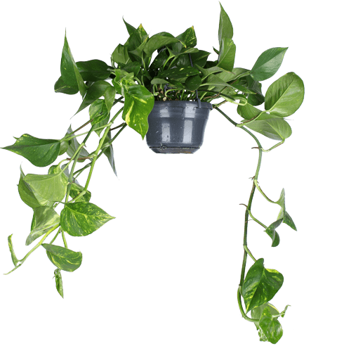 Epipremnum aureum (Drakenklimop) (M)